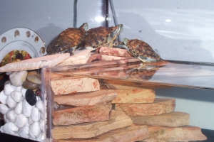Basking turtles