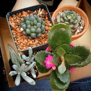 Top 2: mine. Bottom left: Emily's. Bottom Right: Alaethia's