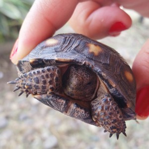 Tiny Turtle!