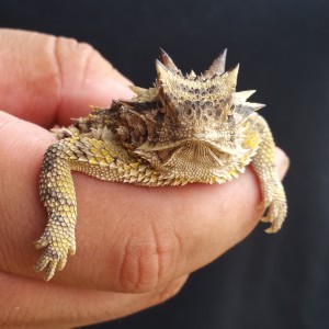 Horned Toad!! Hadn't seen one in about 2 decades!