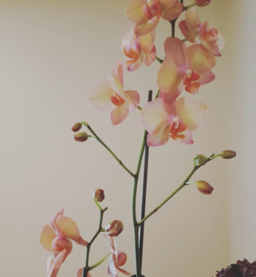 wp-1455303974026 image