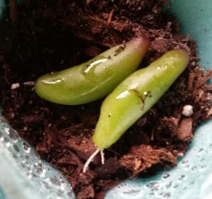 "Pork and Beans" sprouting roots!