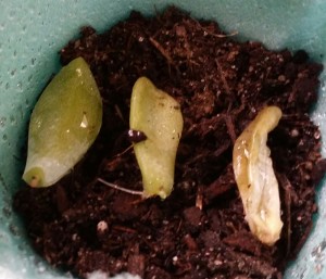 Can't remember their names, buy yay, roots!