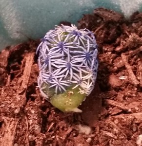 Even the cactus sprung a root!