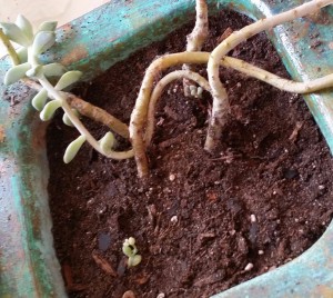 Ghost Plants