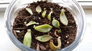 Leaflets, propagating.