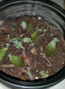 My, how they've grown!