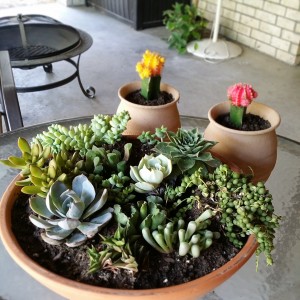 My 1st succulent garden
