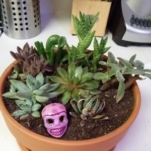 Succulent Garden #2!!