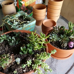 Succulent gardens and new pots