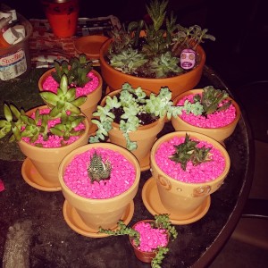 The succulents, all separated.