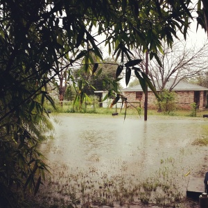 The backyard!