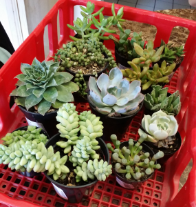 Various succulents!