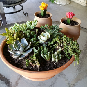My succulent garden!