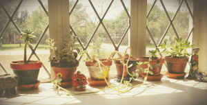 My 3-yr-old succulents :)