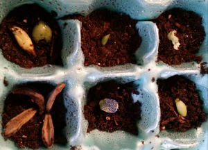 June 14. Placed them in dirt.