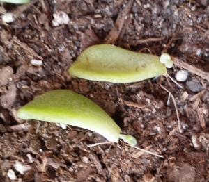 Sprouting!