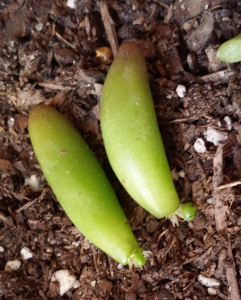 Cute itty, bitty buds!