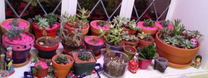 Kitchen windowsill