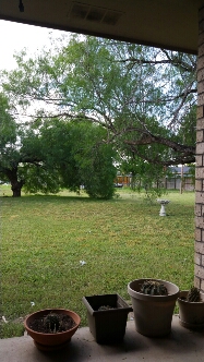 The Backyard image